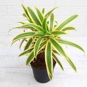 Buy Song of India Plant Online | Easy Indoor Plant | Hometrill