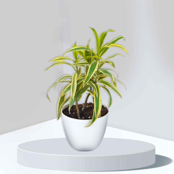 Song of India Plant