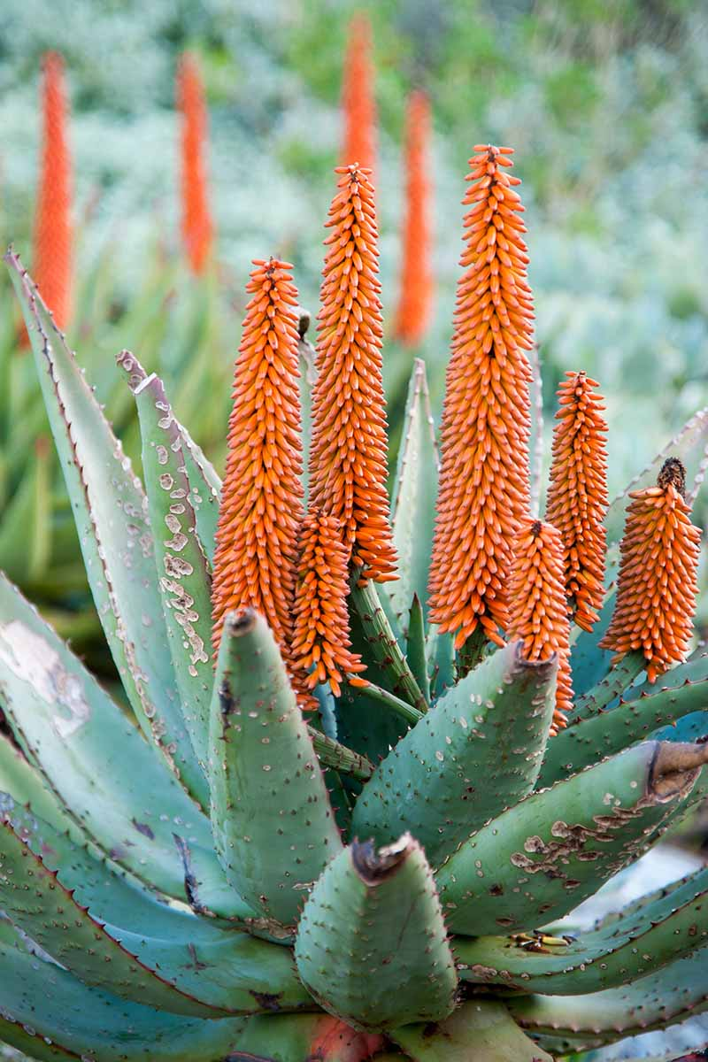 Aloe Vera Flower