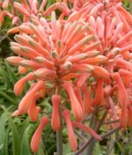 The Ultimate Guide to Aloe Vera Flowers: How to Make Your Plant Bloom