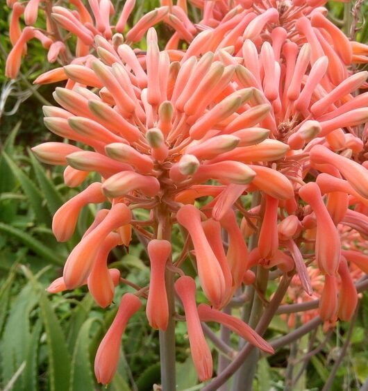 Aloe Vera Flowers