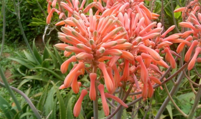 Aloe Vera Flowers