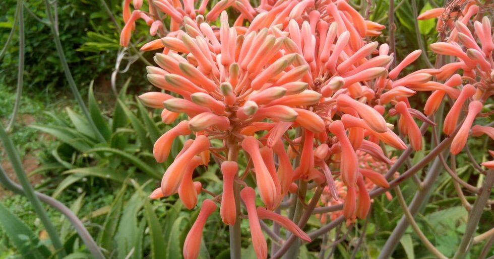 Aloe Vera Flowers