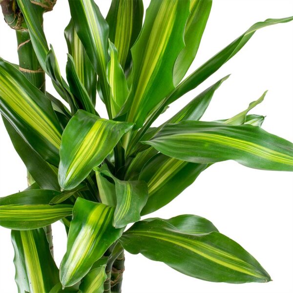 Dracaena Cintho