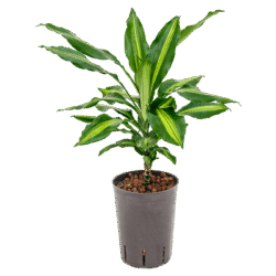 Dracaena Cintho