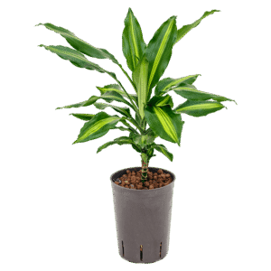 Dracaena Cintho