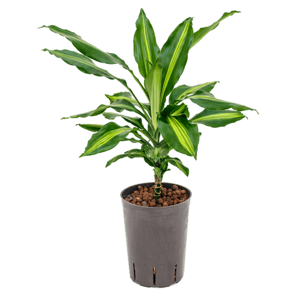 Dracaena Cintho