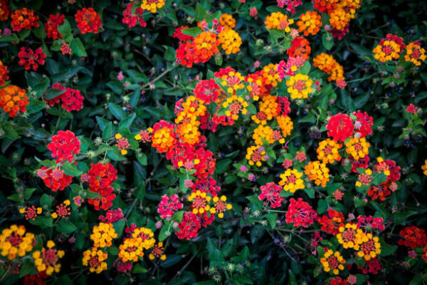 Lantana