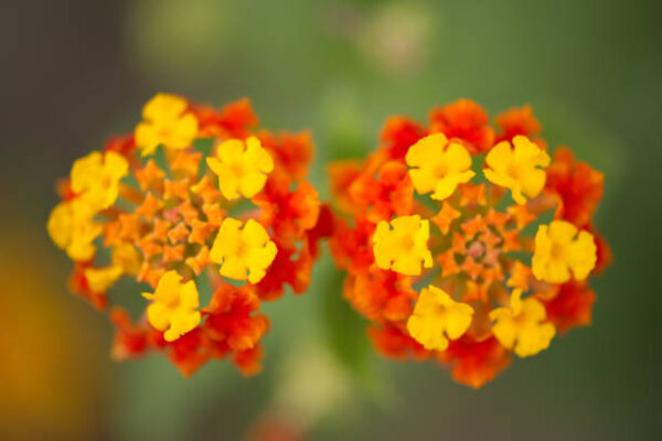Lantana