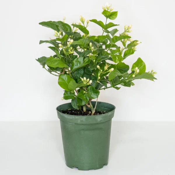 Sambac Jasmine Plant