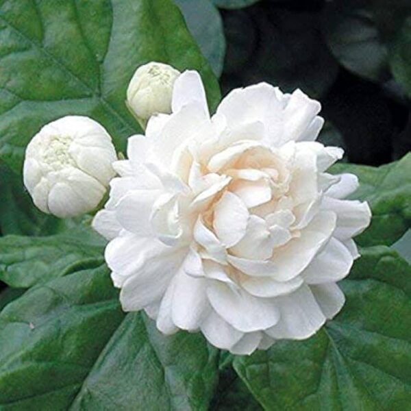 Buy Sambac Jasmine Plant | Arabic Jasmine | Hometrill - Image 4