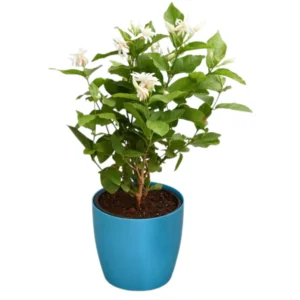 Sambac Jasmine Plant