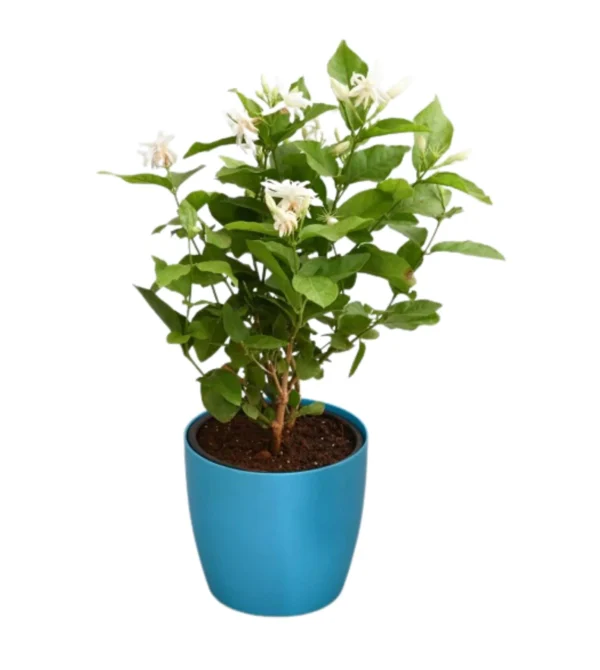 Sambac Jasmine Plant