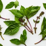 What is a Thai Basil Plant