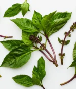 What is a Thai Basil Plant? Growing, Care Tips & Harvesting Guide