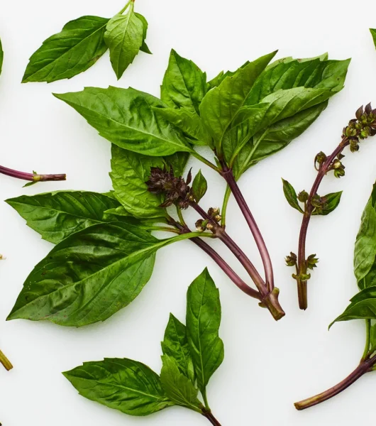 What is a Thai Basil Plant