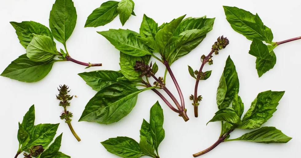 What is a Thai Basil Plant