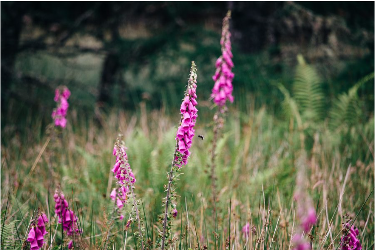 Common Foxglove