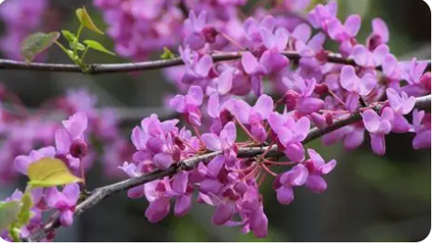 Redbuds (Cercis canadensis)