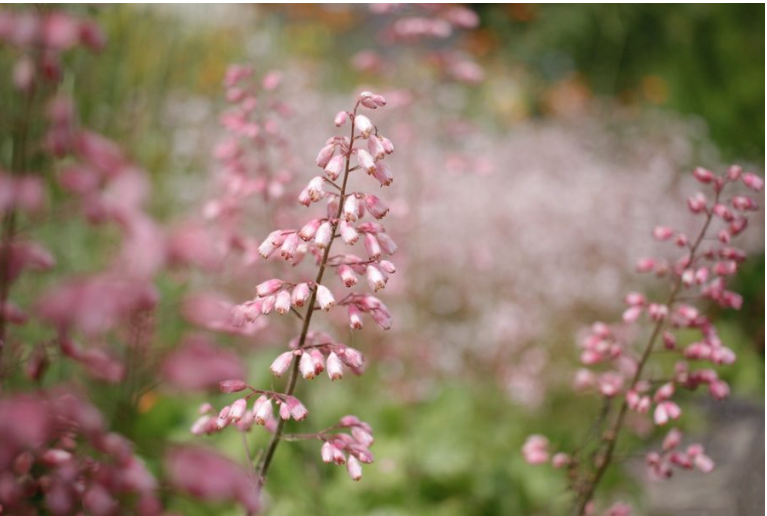 Coral Bells