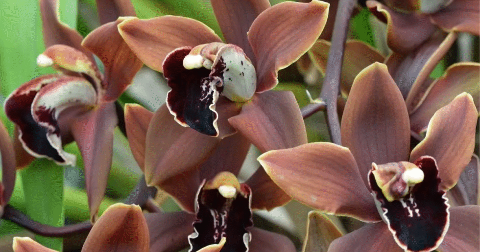 Brown Flowers