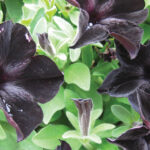 Gothic Flowers