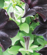 Gothic Flowers: 25 Dark Blooms That Add Mystery and Drama to Your Garden