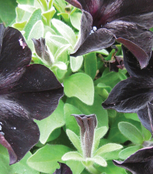 Gothic Flowers