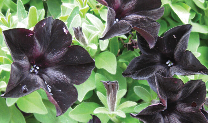 Gothic Flowers