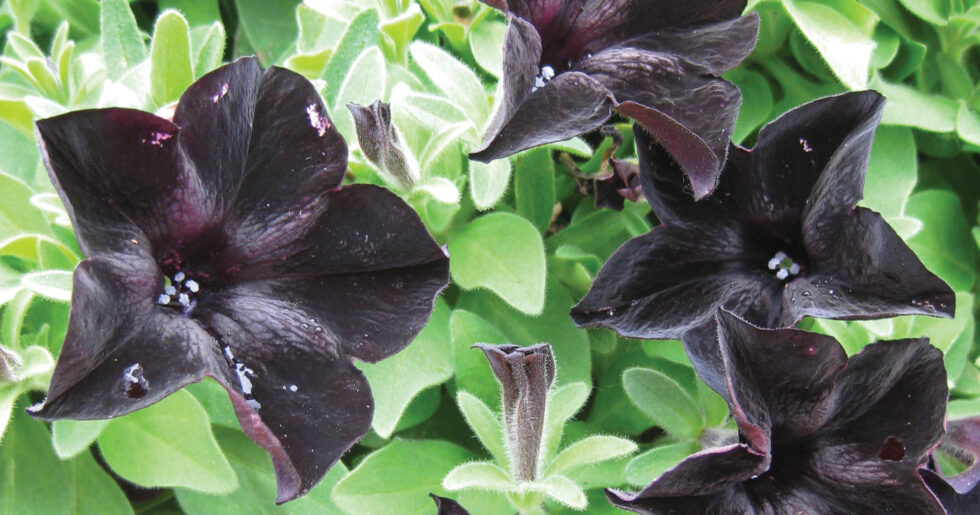 Gothic Flowers