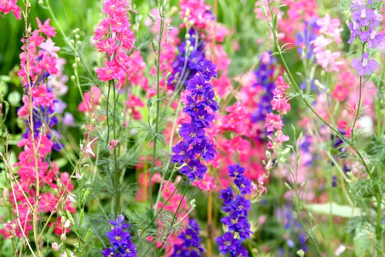 What Is the July Birth Flower