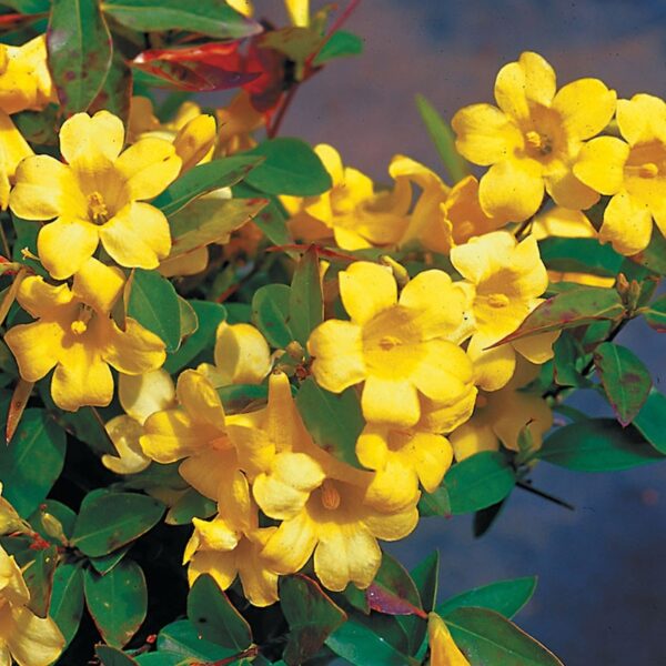 Yellow Carolina Jessamine - Image 3