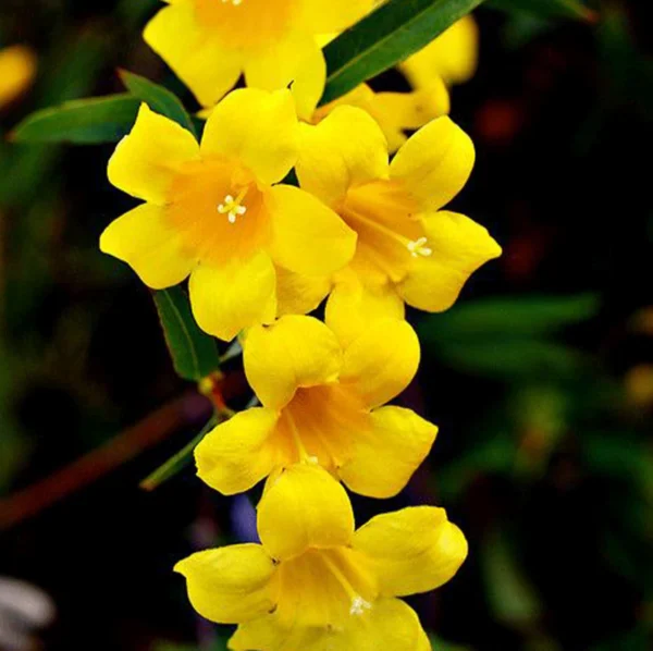 Yellow Carolina Jessamine - Image 2