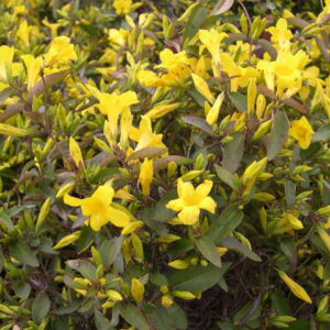Yellow Carolina Jessamine