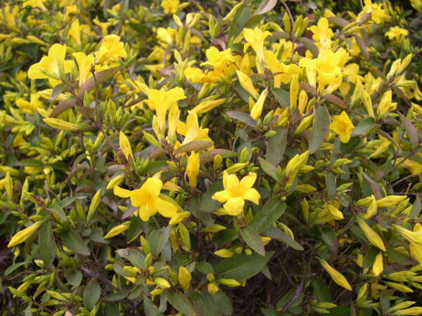 Yellow Carolina Jessamine