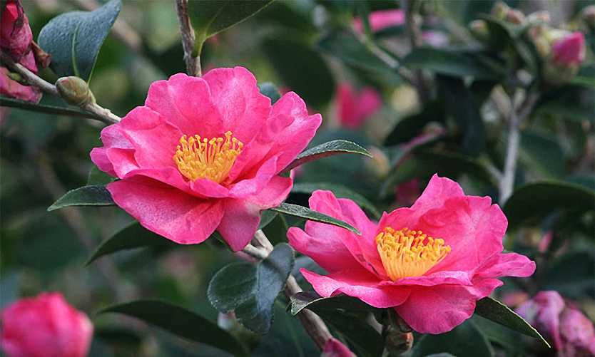 Camellia Sasanqua