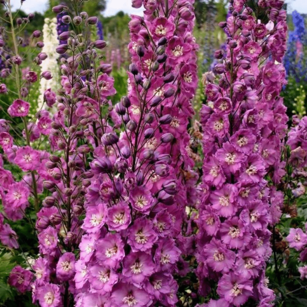 Delphinium Candle Larkspur