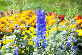 What Is the July Birth Flower