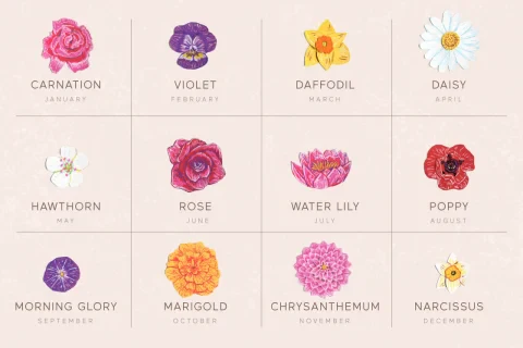 Birth Flowers for Every Month