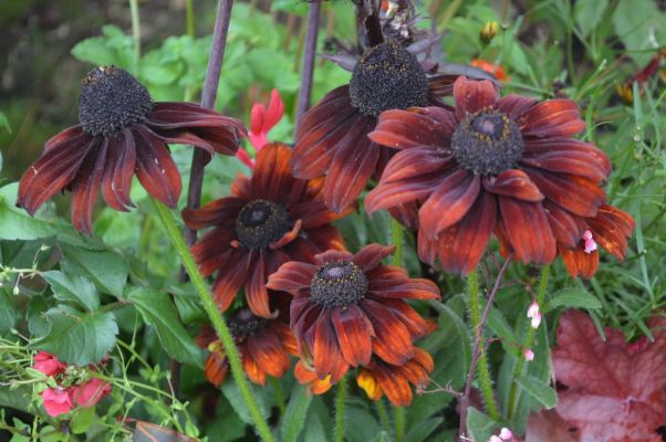Echibeckia “Summerina Brown