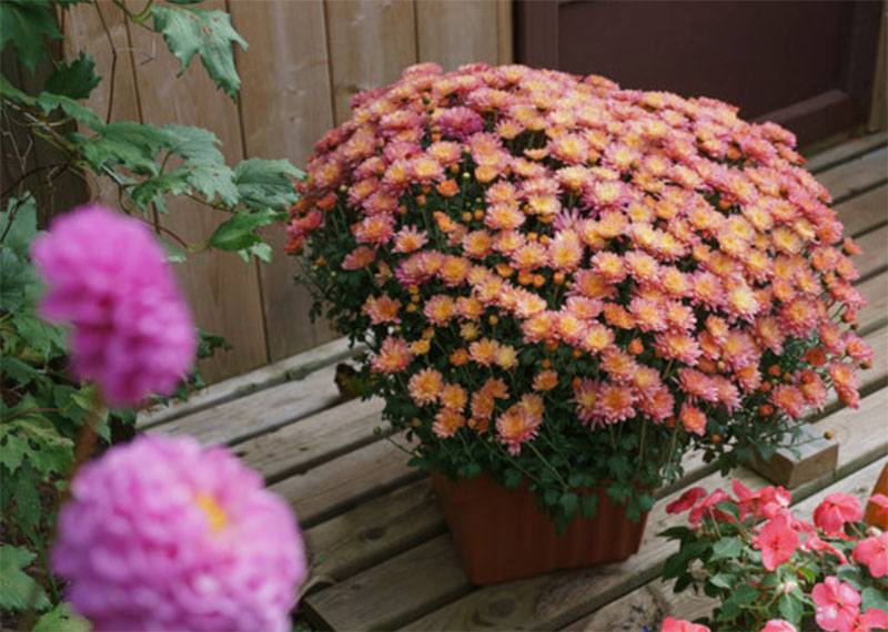  Hardy Mums (Chrysanthemums)