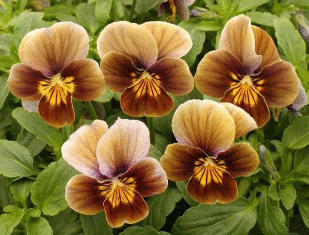 Angel Amber Kiss Pansy