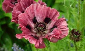 Oriental Poppy (Papaver Orientale)