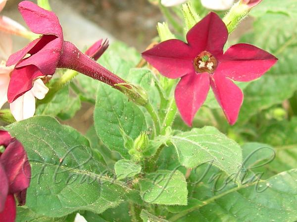Flowering Tobacco (Nicotiana Alata)