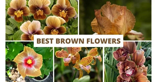 Brown Flowers