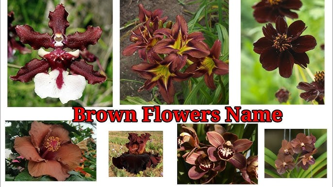 Brown Flower Names