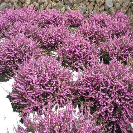 Pink Heather