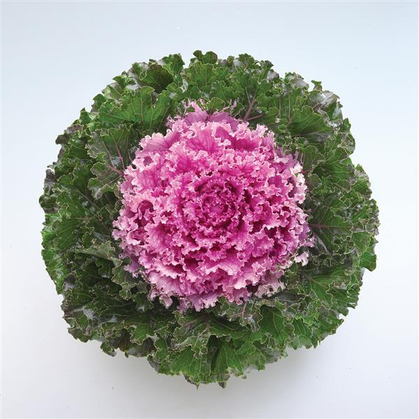 Pink Ornamental Kale