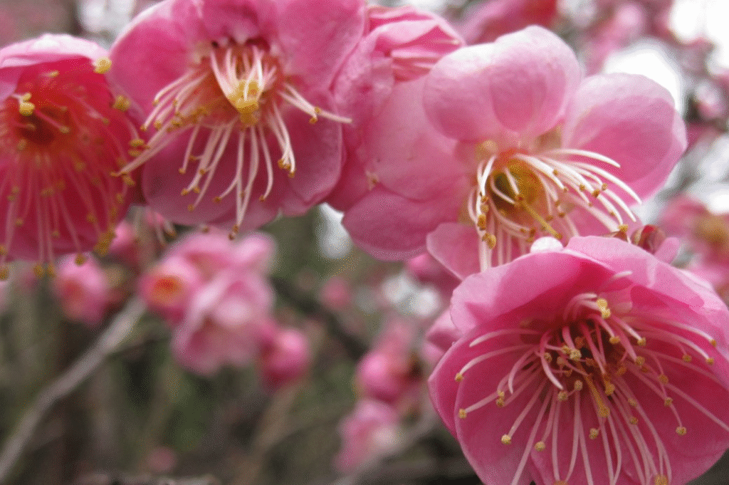 Japanese Flowering Apricots (Prunus mume)