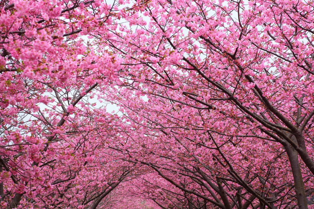 Flowering Cherry Trees (Cerasus serrulata)